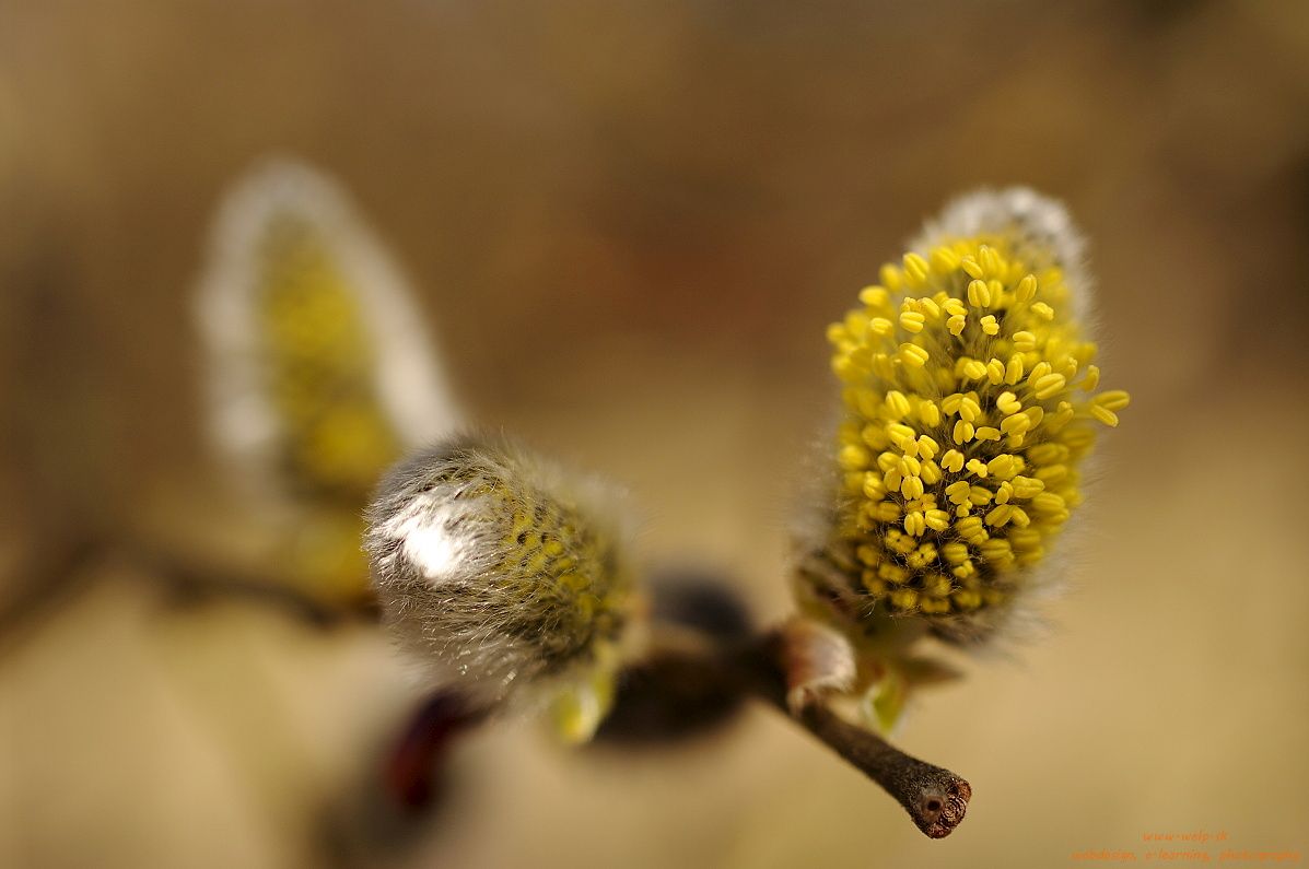 Makro fotografia prírody - kvet